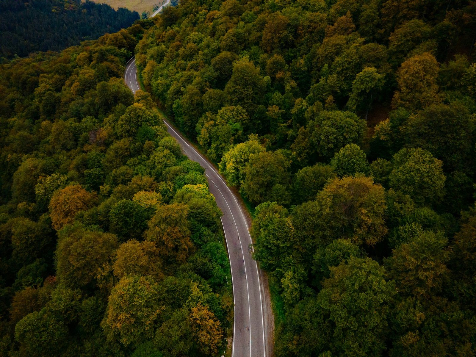 Vista aérea de una carretera atravesando un bosque